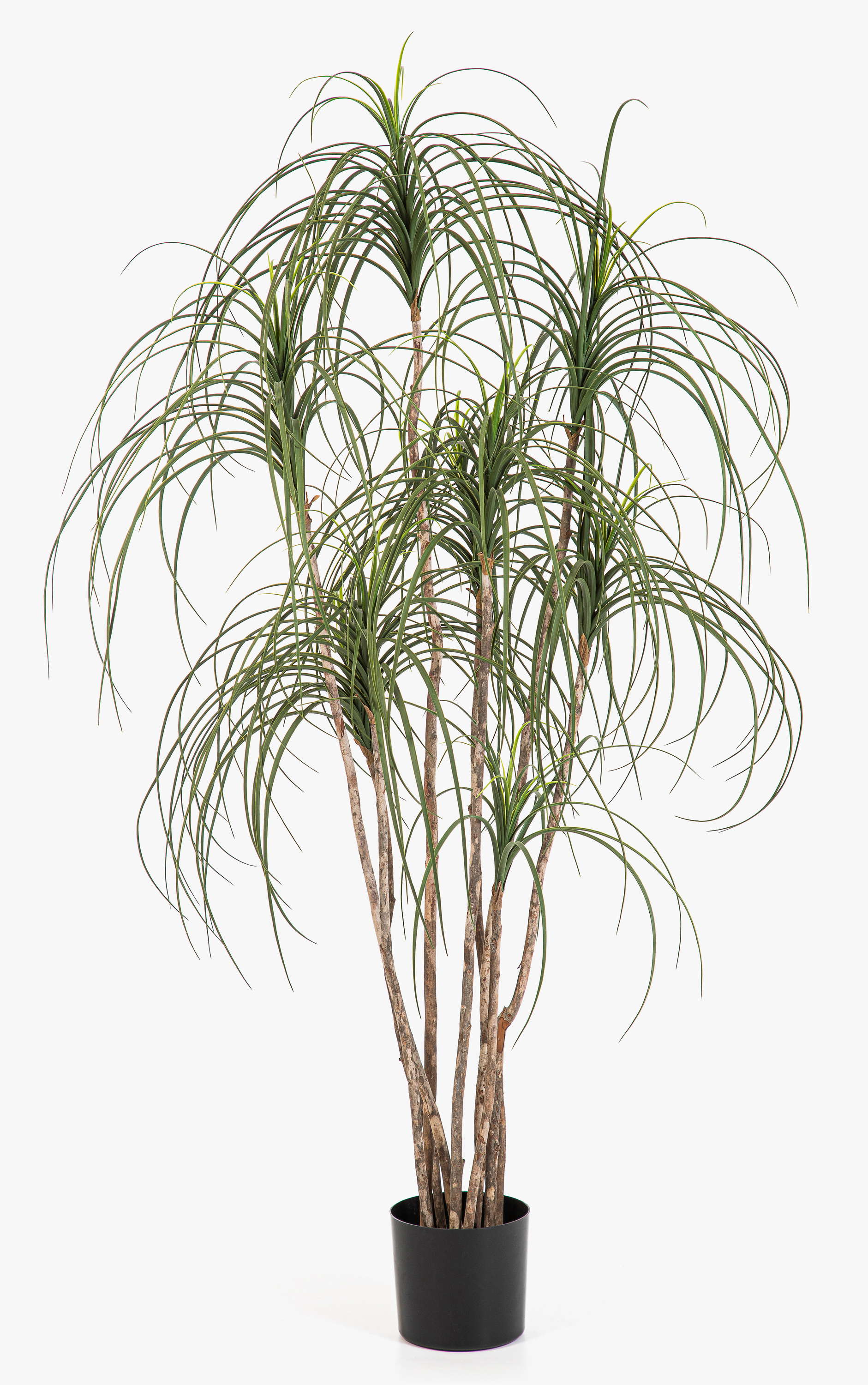 Künstlicher Elefantenfuß Baum ALWINA, Naturstamm, grün, 150cm