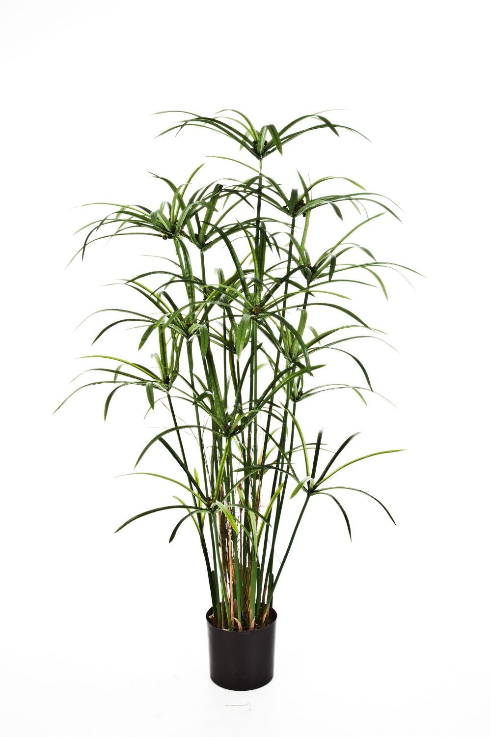 Dekopflanze Zyperngras ALBY, grün, 125cm