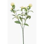 Dekozweig Kugelamarant DREWON, creme, 65cm, Ø2-3cm