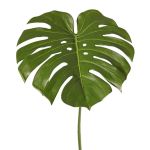 Dekoblatt Philodendron Monstera Deliciosa THALWIL, 60cm