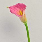 Kunst Zantedeschie TALEA, pink-gelb, 65cm, 9x11cm