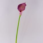 Textilblume Calla TERESA, violett, 70cm, 10x15cm