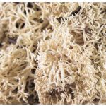 Echtes Rentiermoos FINNBJÖRN, natur, 50g