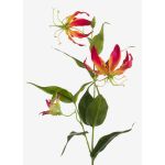 Künstliche Blume Gloriosa FUJITA, pink-gelb, 80cm, Ø15cm