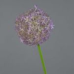 Kunst Allium SAMARA, lila, 75cm, Ø12cm