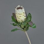 Textilblume Protea NELLI, weiß-gelb, 75cm, Ø8cm