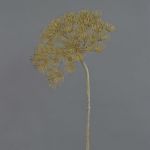 Plastik Bärenklau ANSARI, Trockenoptik, braun, 80cm, Ø22cm