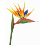 Kunst Papageienblume LATIFA, orange-violett, 90cm, 17x20cm
