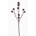 Deko Eukalyptus Zweig BASILIUS mit Früchten, braun, 60cm