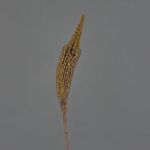 Künstliche Bulbinella TALUNA, braun-gelb, 65cm, Ø4cm