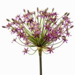Allium künstlich BRAIS, violett, 90cm, Ø24cm