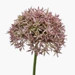 Allium künstlich ARNAU, altlila, 60cm, Ø10cm