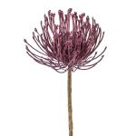 Deko Blume Nadelkissen Protea ZIRMO, lila, 50cm