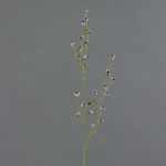 Deko Zweig Stirlingia latifolia COLLAN, schwarz-weiß, 75cm, Ø1cm