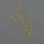 Deko Zweig Stirlingia latifolia COLLAN, orange-grün, 75cm, Ø1cm