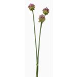 Dekobündel Allium LAMDA, violett-grün, 65cm, Ø4cm