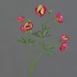 Samt Ranunkel YARIS, pink-grün, 65cm, Ø3-4,5cm