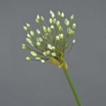 Zierlauch Kunstblume KATYNA, creme, 70cm, Ø14cm