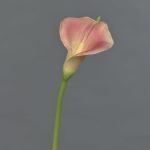Calla Kunstblume MIRAC, rosa-gelb, 75cm, 12x15cm