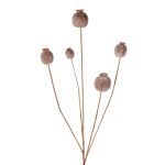 Kunst Mohnkapsel FILOMELA, hellbraun, 75cm, Ø2-3,5cm
