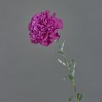 Kunstblume Nelke NIRUSHA, violett, 65cm, Ø9cm