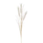 Pampasgras künstlich BALARI, Rispen, creme, 65cm