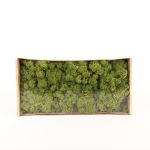 Isländisches Naturmoos SVEINBJÖRN, wiesengrün, 500g