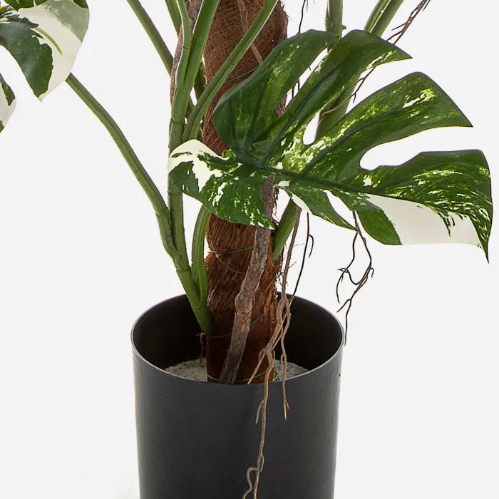 philodendron panaschiert PHILODENDRON BIRKIN VARIEGATA MUTANTE kaufen bei potflourri main image 0
