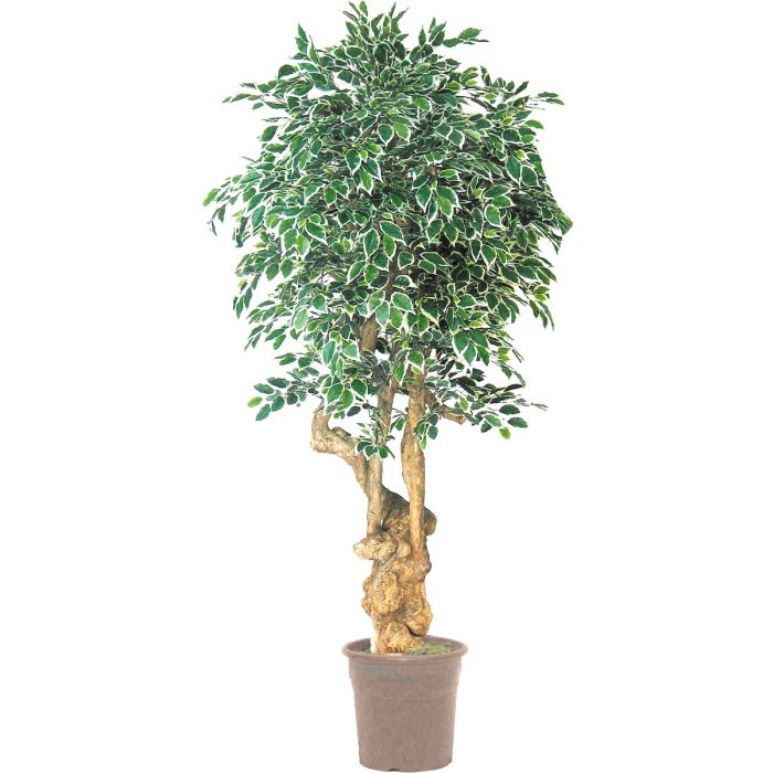 Knstlicher Ficus Benjamini AURELIANO, Naturstamm, grn-wei, 200cm - Made  in Italy