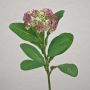 Plastik Sedum telephium Blüte EILIDH, mauve-creme, 30cm, Ø7cm