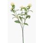 Dekozweig Kugelamarant DREWON, creme, 65cm, Ø2-3cm