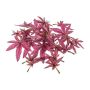 Kunstblatt Japanischer Ahorn FANTIN, 24 Stück, pink, Ø7-9cm
