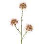 Dekozweig Allium ZEBU, rosa, 65cm, Ø7cm