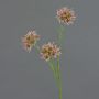 Dekozweig Allium ZEBU, rosa, 65cm, Ø7cm