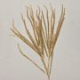 Künstlicher Zedernzweig THEOBALD, Glitzer, gold, 60cm