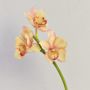 Dekozweig Cymbidium Orchidee SERAPHINA, gelb-rosa, 45cm, Ø10-13cm
