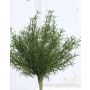 Kunststoff Asparagus sprengeri FREDERICK, Steckstab, 25cm