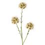 Dekozweig Allium ZEBU, creme, 65cm, Ø7cm