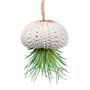 Dekohänger Tillandsia ionantha BLUKY in Seeigelgehäuse, grün, 6cm