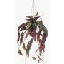 Dekopflanze Forellenbegonie Blumenampel URCO, Dekotopf, grün-weiß, 80cm
