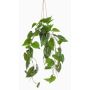 Dekopflanze Philodendron Scandens Blumenampel URCO, Dekotopf, 80cm