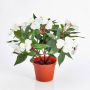 Deko Fleißiges Lieschen AGENI, weiß, 25cm, Ø4-6cm