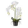 Deko Phalaenopsis Orchidee LOPASY, Wurzeln, weiß, 60cm