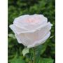 Rose künstlich MARNUK, creme-rosa, 60cm, Ø9cm