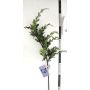 Künstlicher Zweig Thuja STERNYN, grün, 85cm