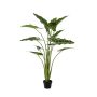 Dekopflanze Alocasia Sanderiana MUNAY im Dekotopf, grün, 140cm