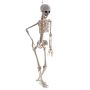 Halloween Figur Skelett FLINT, 163cm