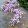 Kunst Girlande Gypsophilia LITAGO, rosa-violett, 180cm