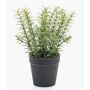 Deko Küchenkräuter Rosmarin WHOOPI im Dekotopf, grün, 22cm