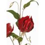 Samtiger Gloriosa Zweig DINFAS, dunkelrot-gold, 80cm
